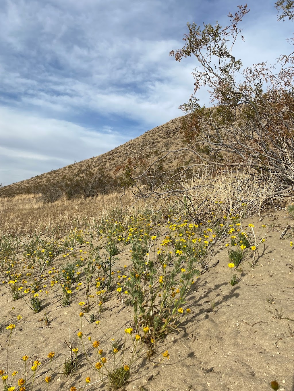 Saddleback Butte State Park Campground | 17201 E Ave K, Lancaster, CA 93535, USA | Phone: (661) 727-9899