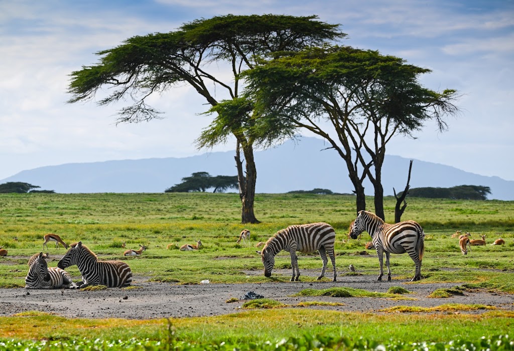 Cales African Safaris | 1271 Juniper Dr, Gilroy, CA 95020, USA | Phone: (408) 840-3291