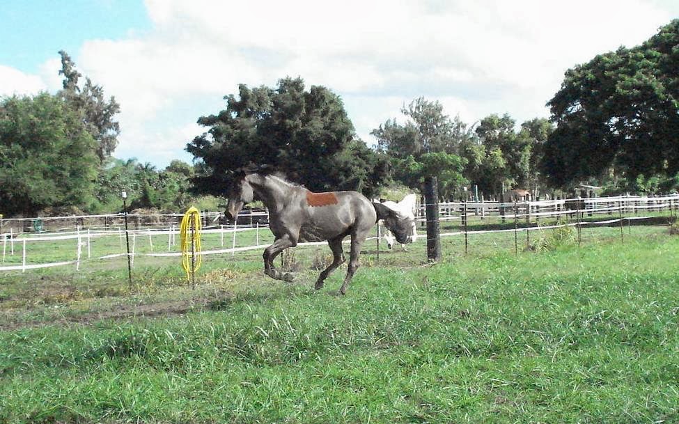 Sea Horse Training, L.L.C. | 68-540 Farrington Hwy, Waialua, HI 96791, USA | Phone: (202) 258-2226