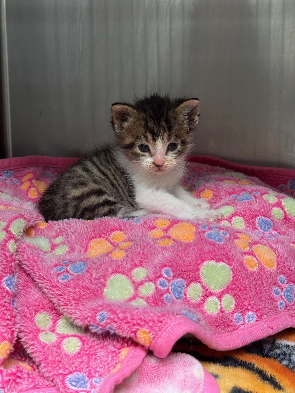 South Arlington Animal Clinic | 3315 S Collins St, Arlington, TX 76014, USA | Phone: (817) 274-3328