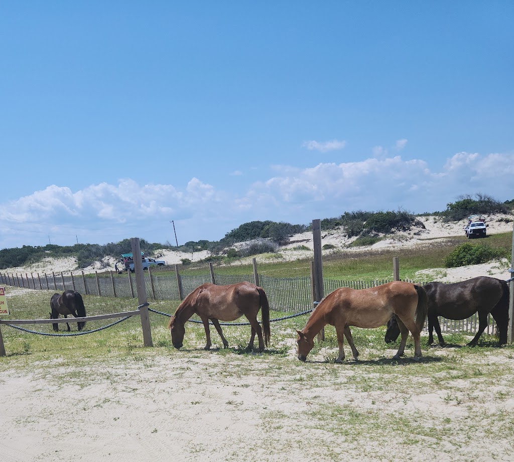 Corolla Wild Horse Fund | 1130 E, Corolla Village Rd, Corolla, NC 27927, USA | Phone: (252) 453-8002