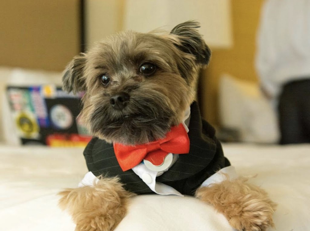 Southpaw Animal Health | 15421 N Dale Mabry Hwy, Tampa, FL 33618, USA | Phone: (813) 968-4025
