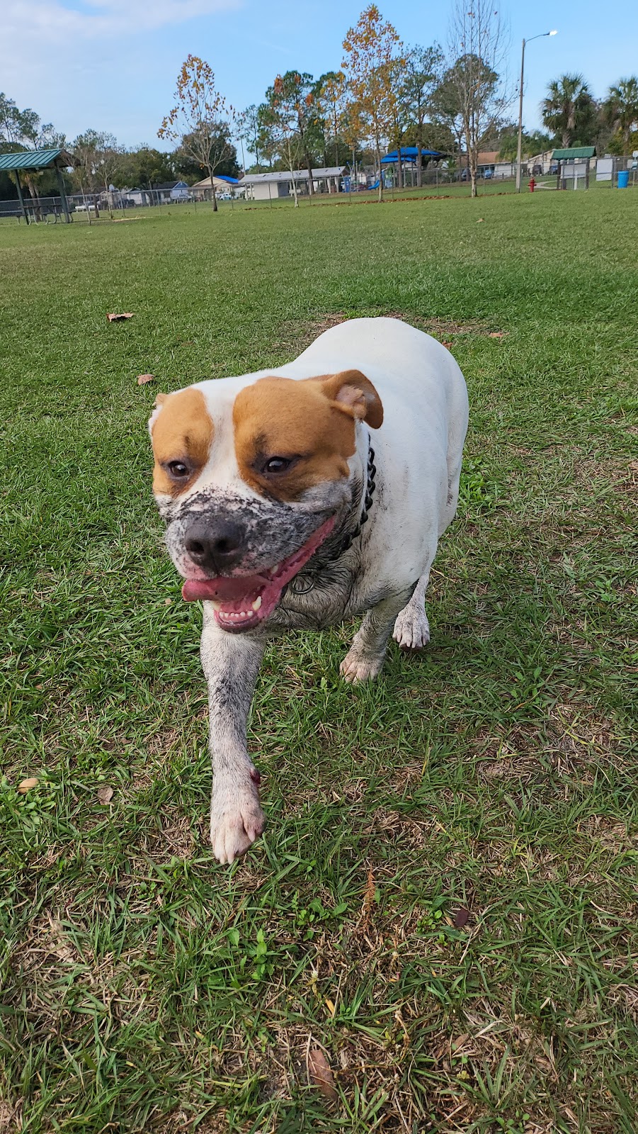 Logan Gate Dog Park | 7374 Monterey Blvd, Tampa, FL 33610, USA | Phone: (813) 744-5595