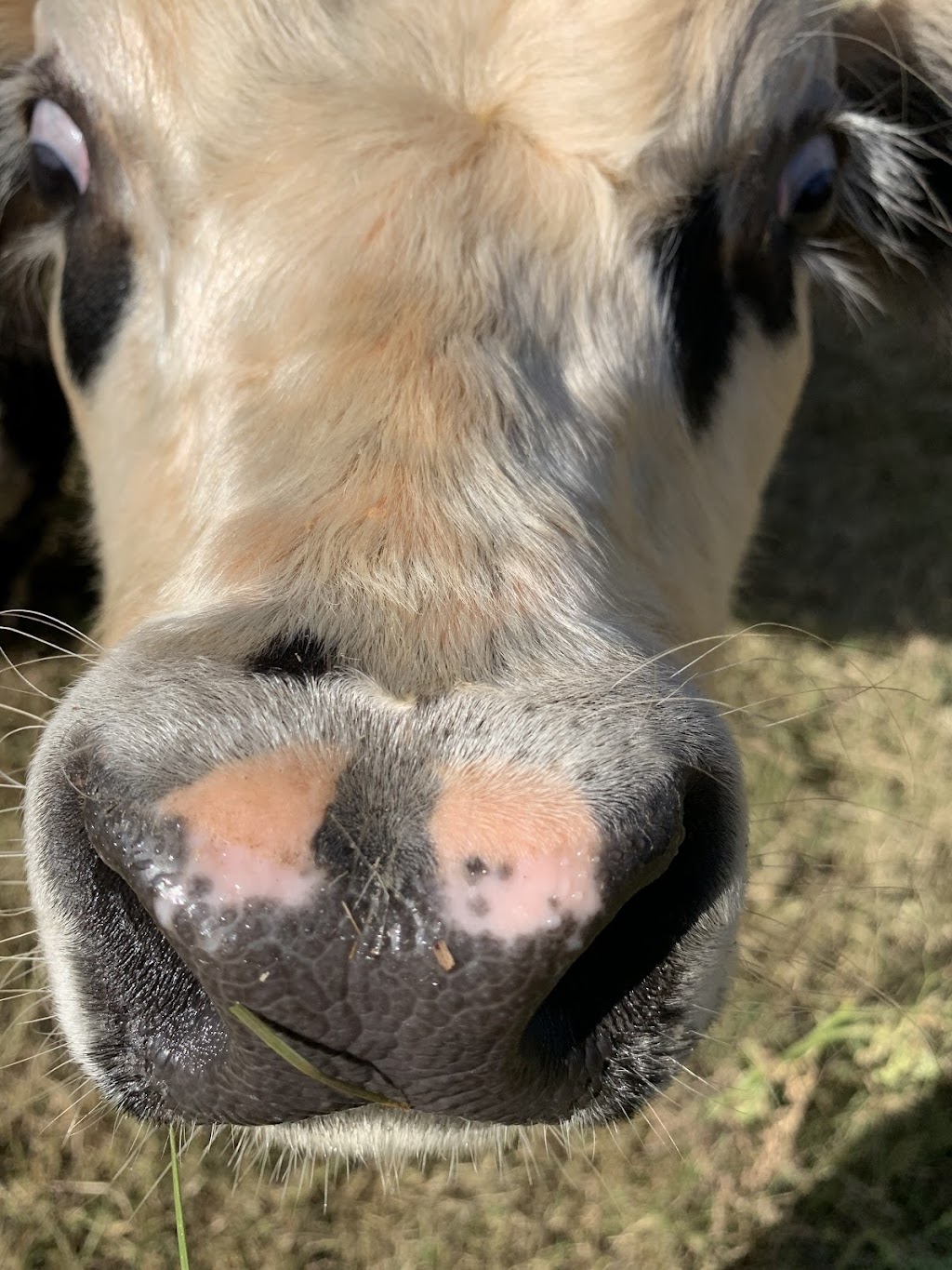 DCT Farms | 905 S Cockrell Hill Rd, Ovilla, TX 75154, USA | Phone: (972) 765-4269