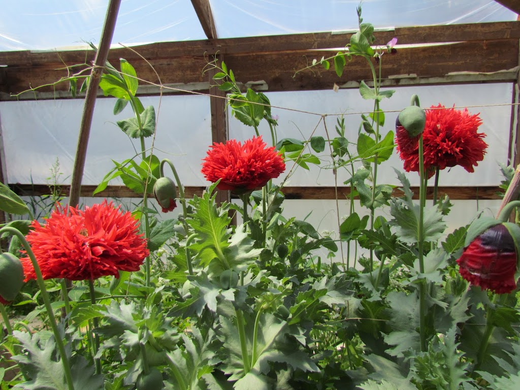 The Thymekeeper | 1870 Co Rd 31, Florissant, CO 80816, USA | Phone: (719) 439-7303