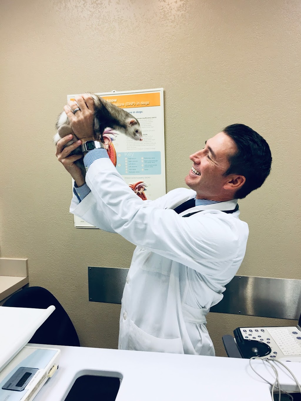 Desert Veterinary Medical Specialists | 22595 N Scottsdale Rd #100, Scottsdale, AZ 85255, USA | Phone: (480) 454-4373 ext. 5