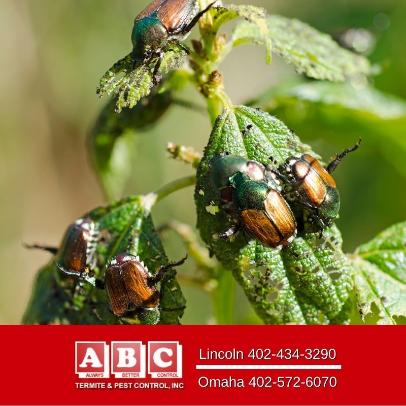 ABC Termite & Pest Control | 11075 S 204th St, Gretna, NE 68028, USA | Phone: (402) 572-6070