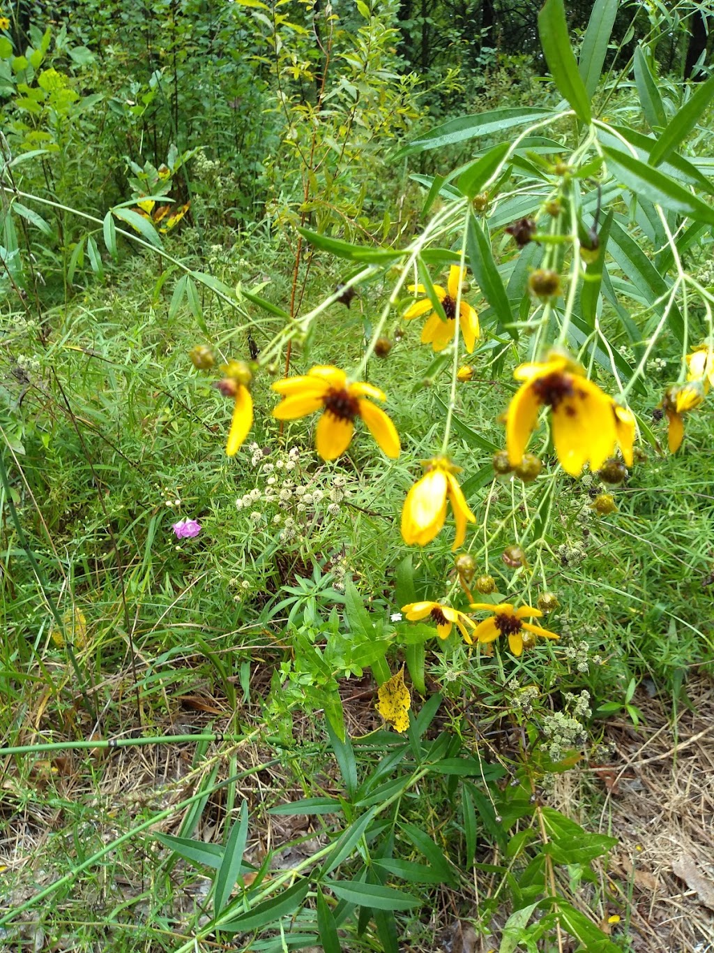 Sibley Prairie Nature Preserve - West Prairie | 26360 West Rd, Brownstown Charter Twp, MI 48134, USA | Phone: (734) 484-6565