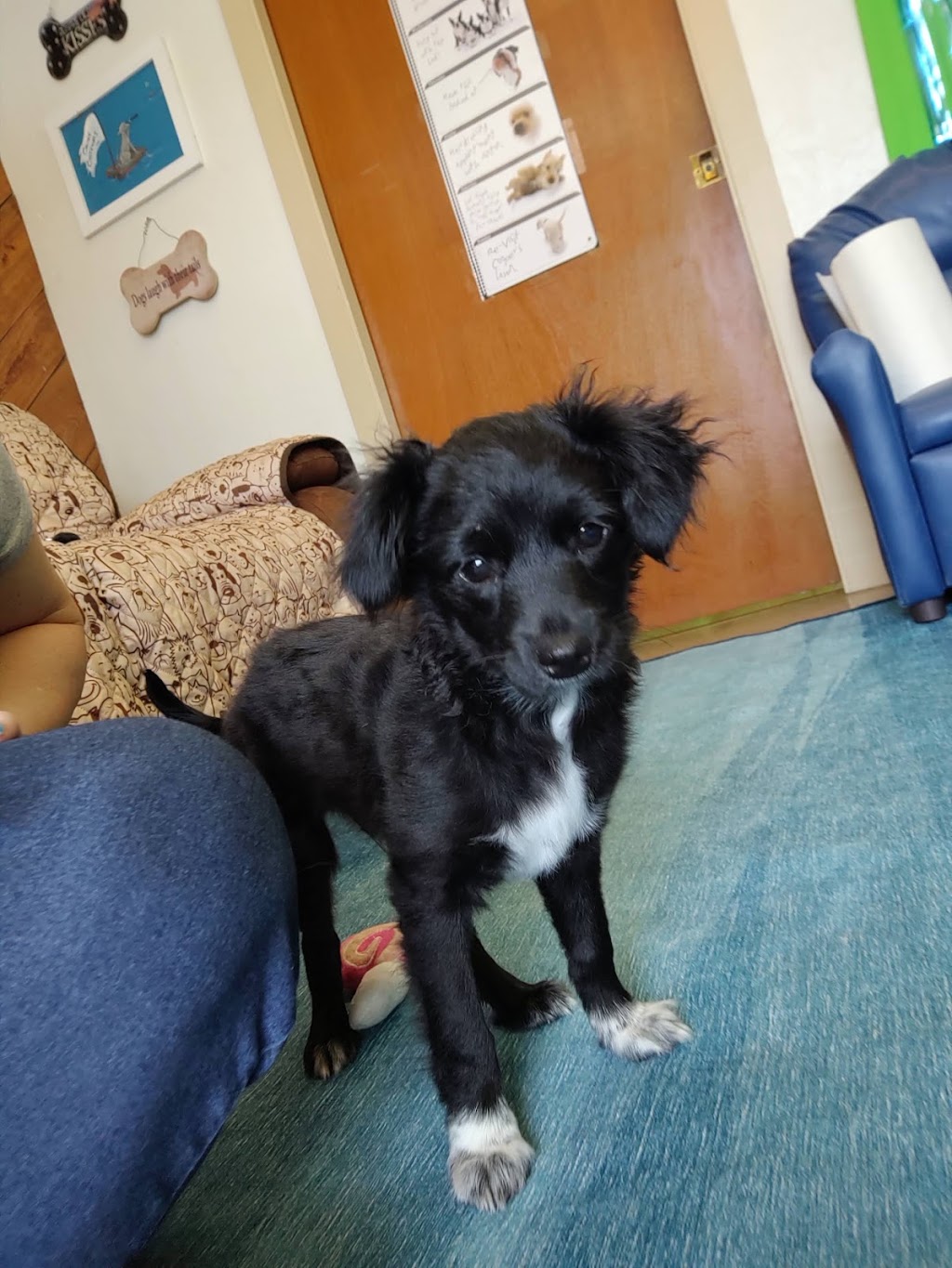 Fur-Ever Friends Animal Hospital / Canine Castaways | 1432 Wayne Rd, Arcadia, FL 34266, USA | Phone: (863) 458-7686