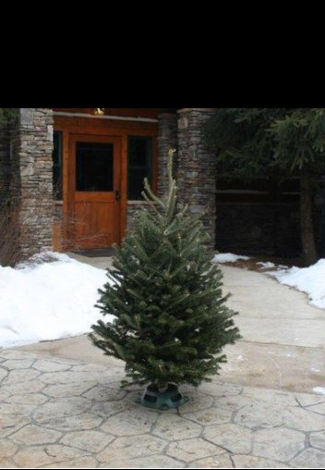 Christmas Tree Nursery Farm | 399 Atlantic Ave, Oceanside, NY 11572, USA | Phone: (516) 543-7240