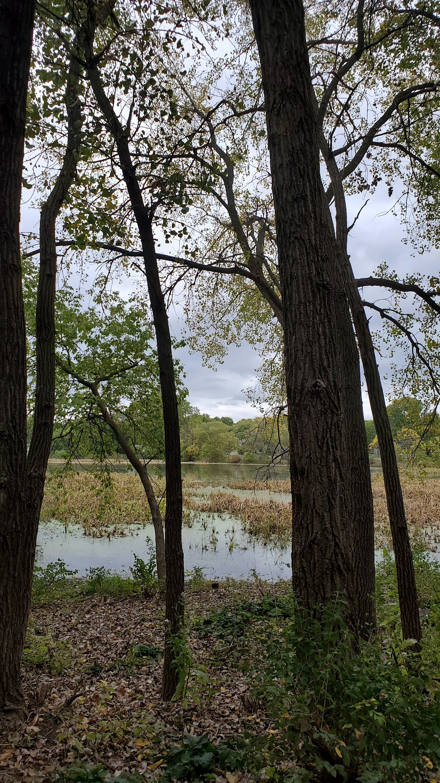 Acewood Park | 1402 Acewood Blvd, Madison, WI 53716, USA | Phone: (608) 266-4711