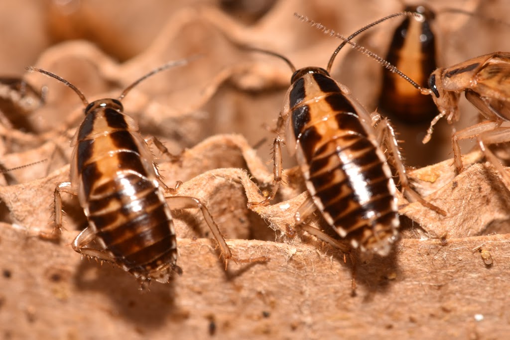 Termite Lawn And Pest, Inc | 4520 Parkway Commerce Blvd, Orlando, FL 32808, USA | Phone: (407) 447-7378