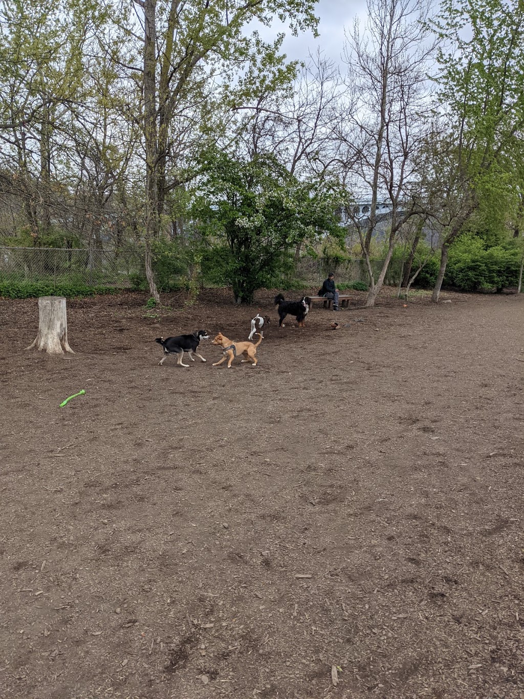 Bernard Dog Run | Hazelwood Trail, Pittsburgh, PA 15201 | Phone: (412) 913-0744