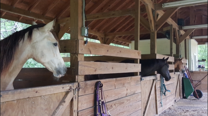 Coopers Creek Horseback Riding Lessons | 3183 Russell Rd, Green Cove Springs, FL 32043, USA | Phone: (330) 419-0875