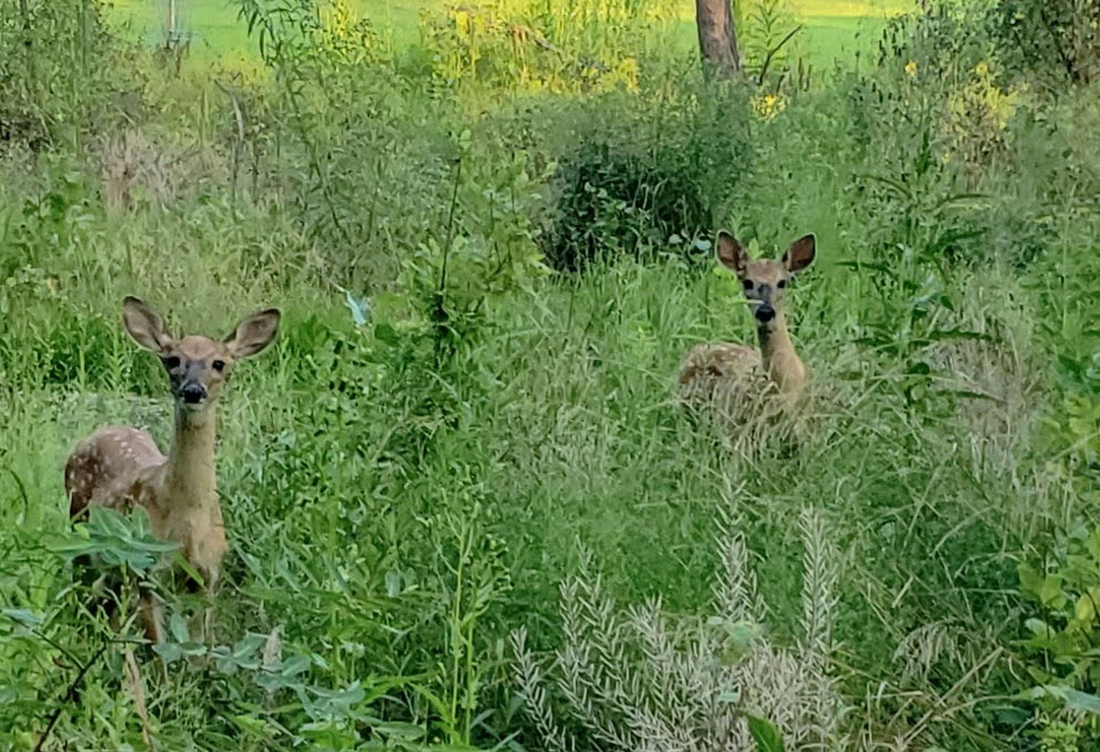 Beverly Hills Village Park | 18801 Beverly Rd, Beverly Hills, MI 48025, USA | Phone: (248) 646-6404