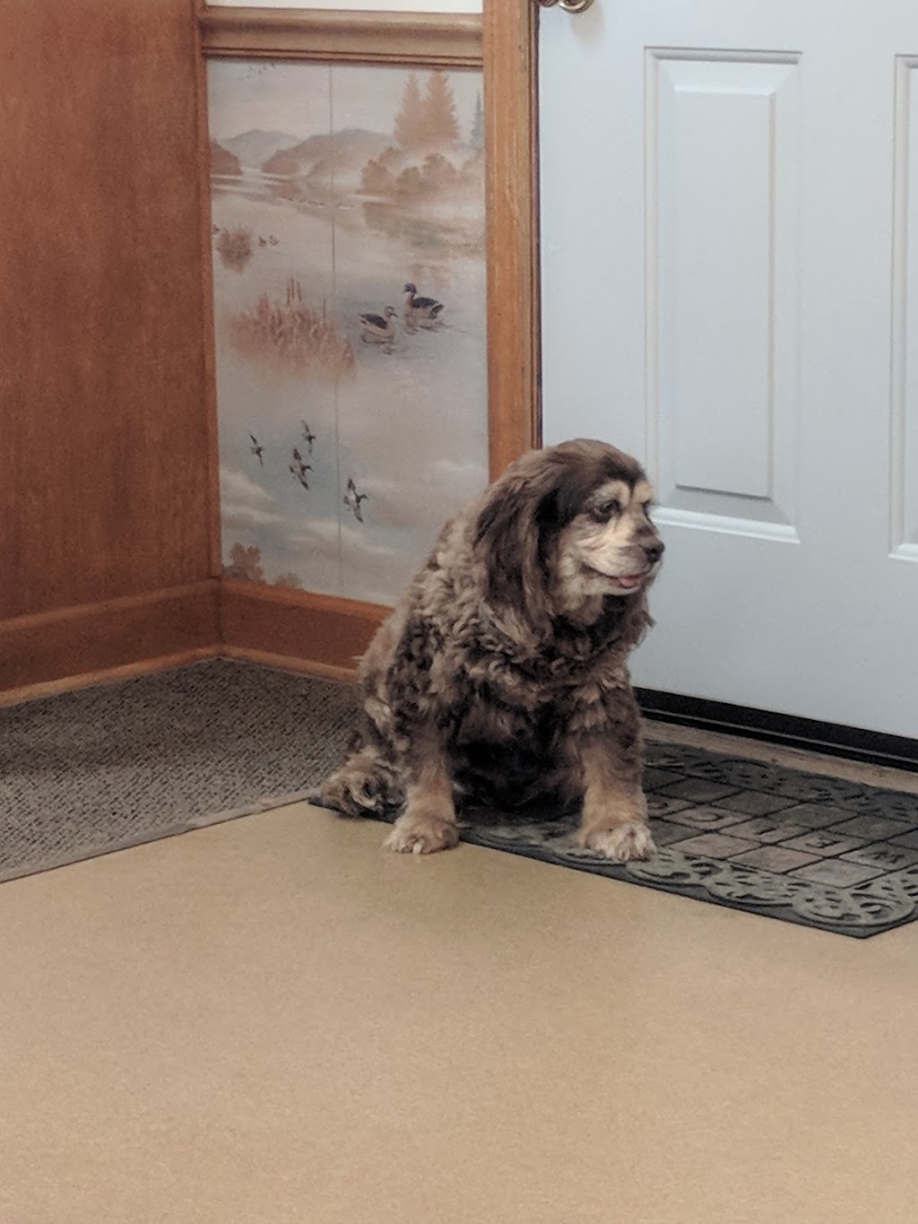 Mt Juliet Animal Clinic | 11161 Lebanon Rd, Mt. Juliet, TN 37122, USA | Phone: (615) 758-8333