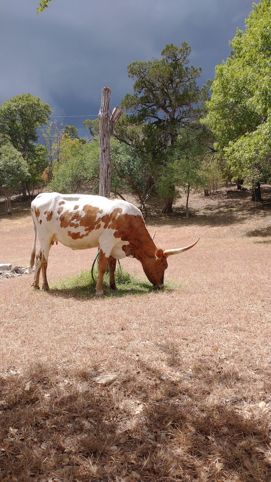 Cedars on the Brazos | 2920 Co Rd 413, Glen Rose, TX 76043, USA | Phone: (254) 898-1000