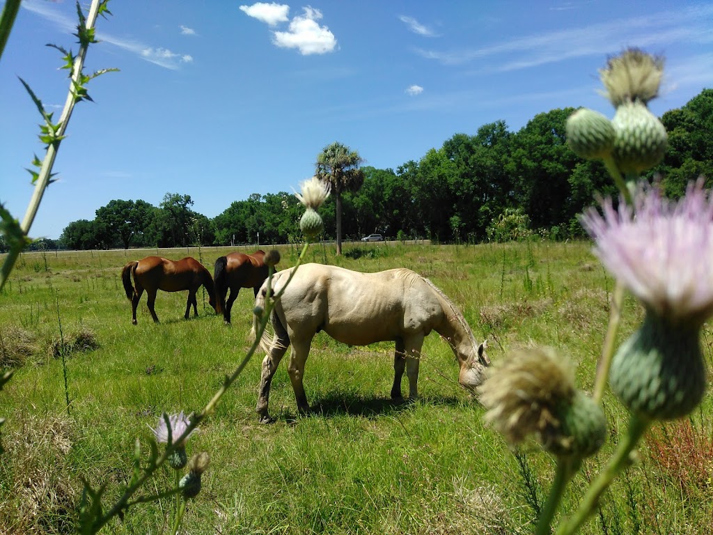 Van Fleet Trail - Mabel Trailhead | 12201 Co Rd 772, Webster, FL 33597, USA | Phone: (352) 394-3969