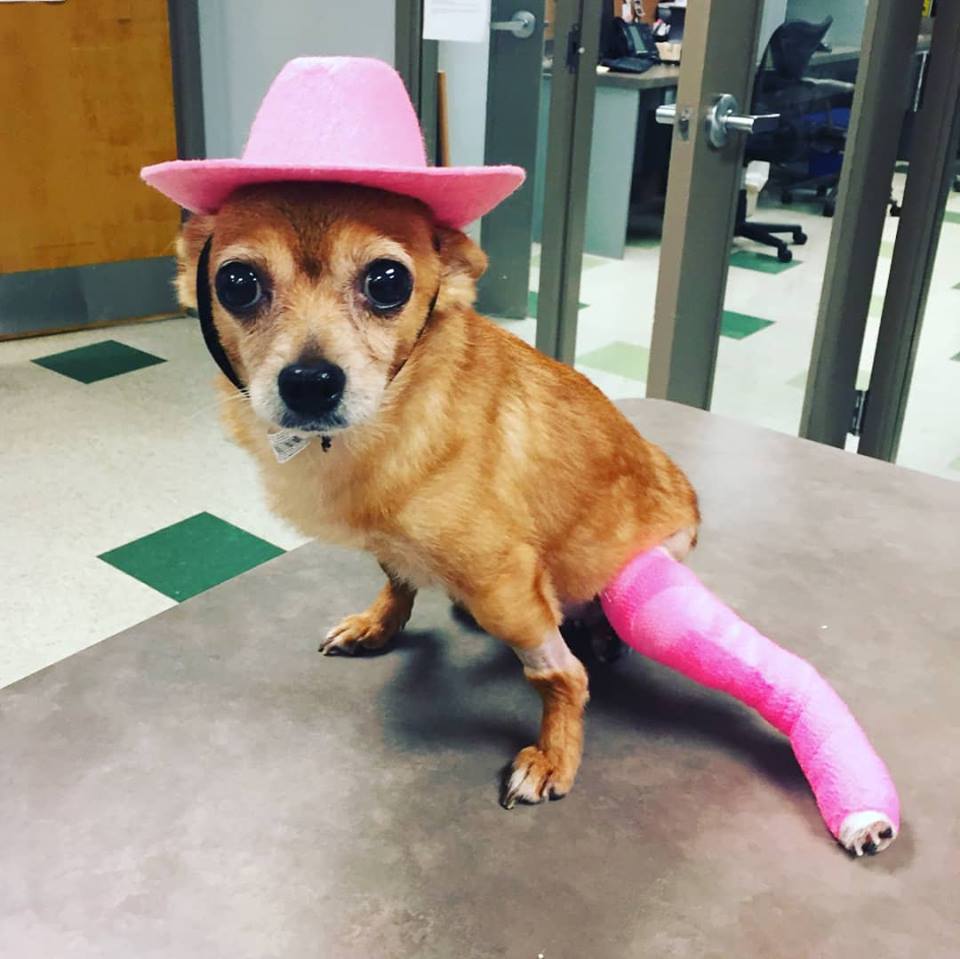 Animal Medical Clinic of Peachtree City | 399 GA-74 N, Peachtree City, GA 30269, USA | Phone: (770) 487-1338