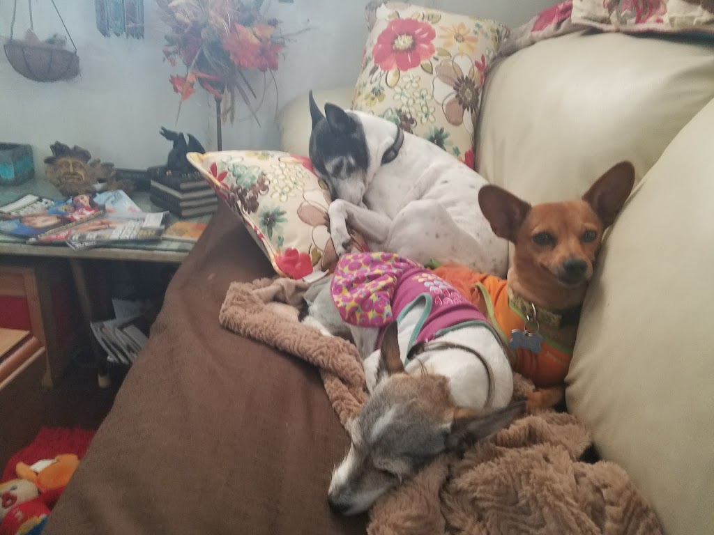 Pams All Breed Pet Grooming | 5625 Watauga Rd A, Watauga, TX 76148, USA | Phone: (817) 281-2424