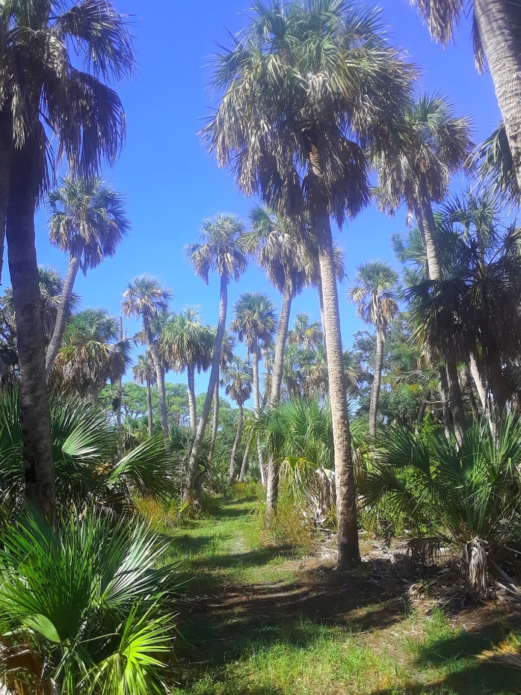 Coconut Kayak Tours | 715 Gulf Blvd, Indian Rocks Beach, FL 33785, USA | Phone: (727) 238-1960