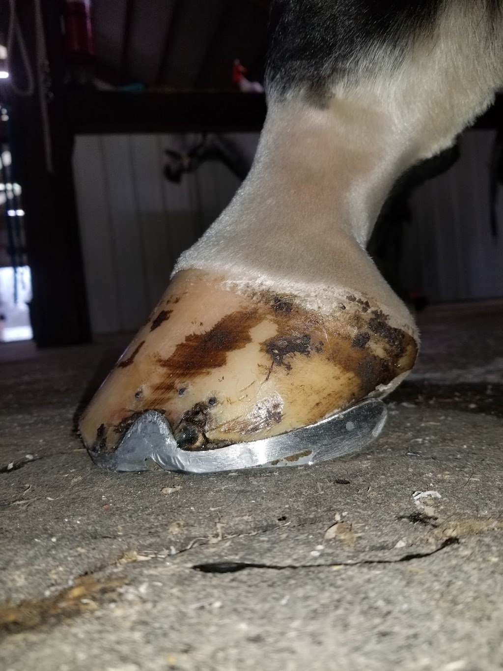 Innovative Equine Podiatry and Veterinary Services, PLLC | 500 Rice Rd, Collinsville, TX 76233, USA | Phone: (903) 718-0056