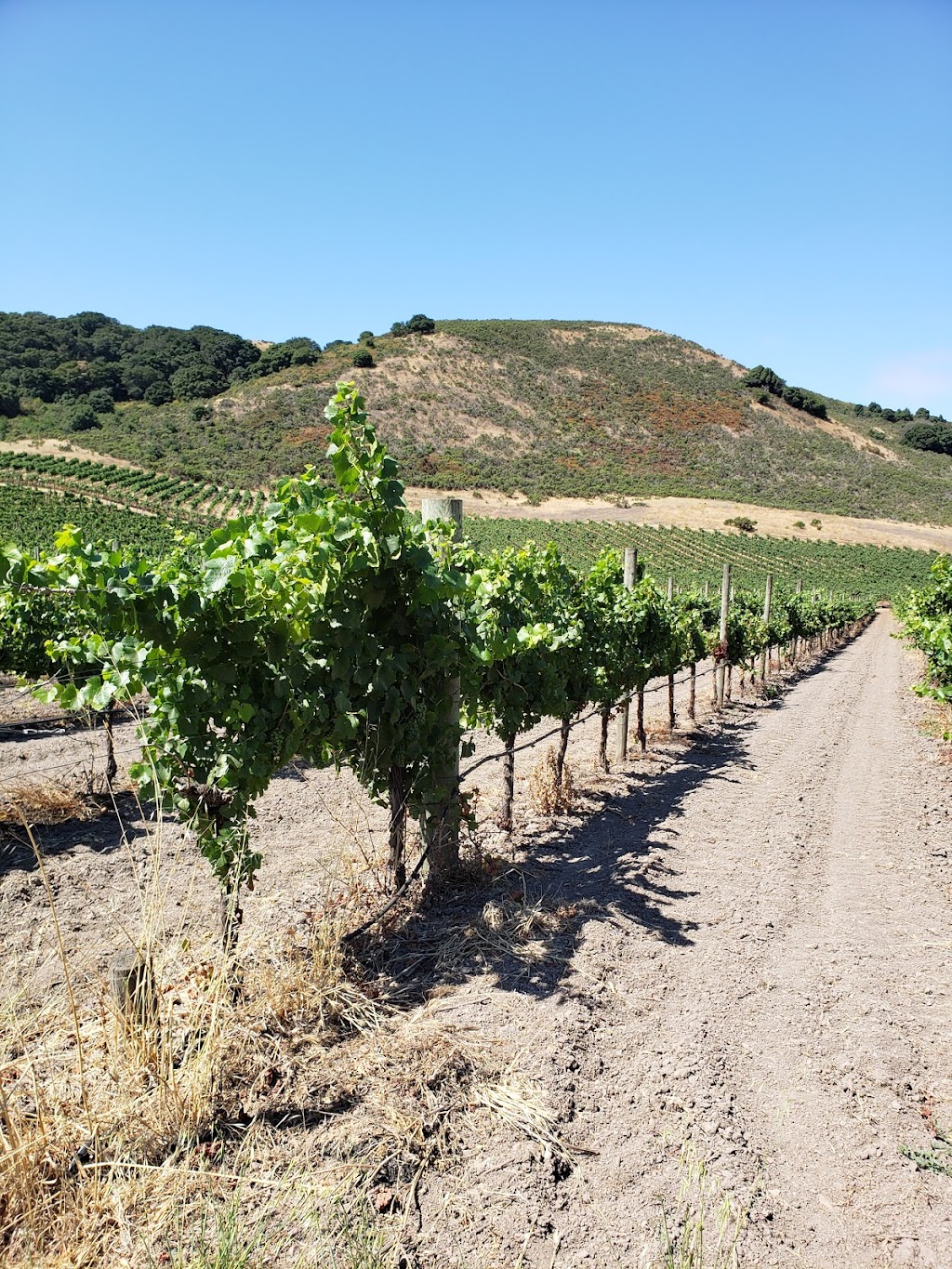 Schug Carneros Estate Winery | 602 Bonneau Rd, Sonoma, CA 95476, USA | Phone: (707) 939-9363