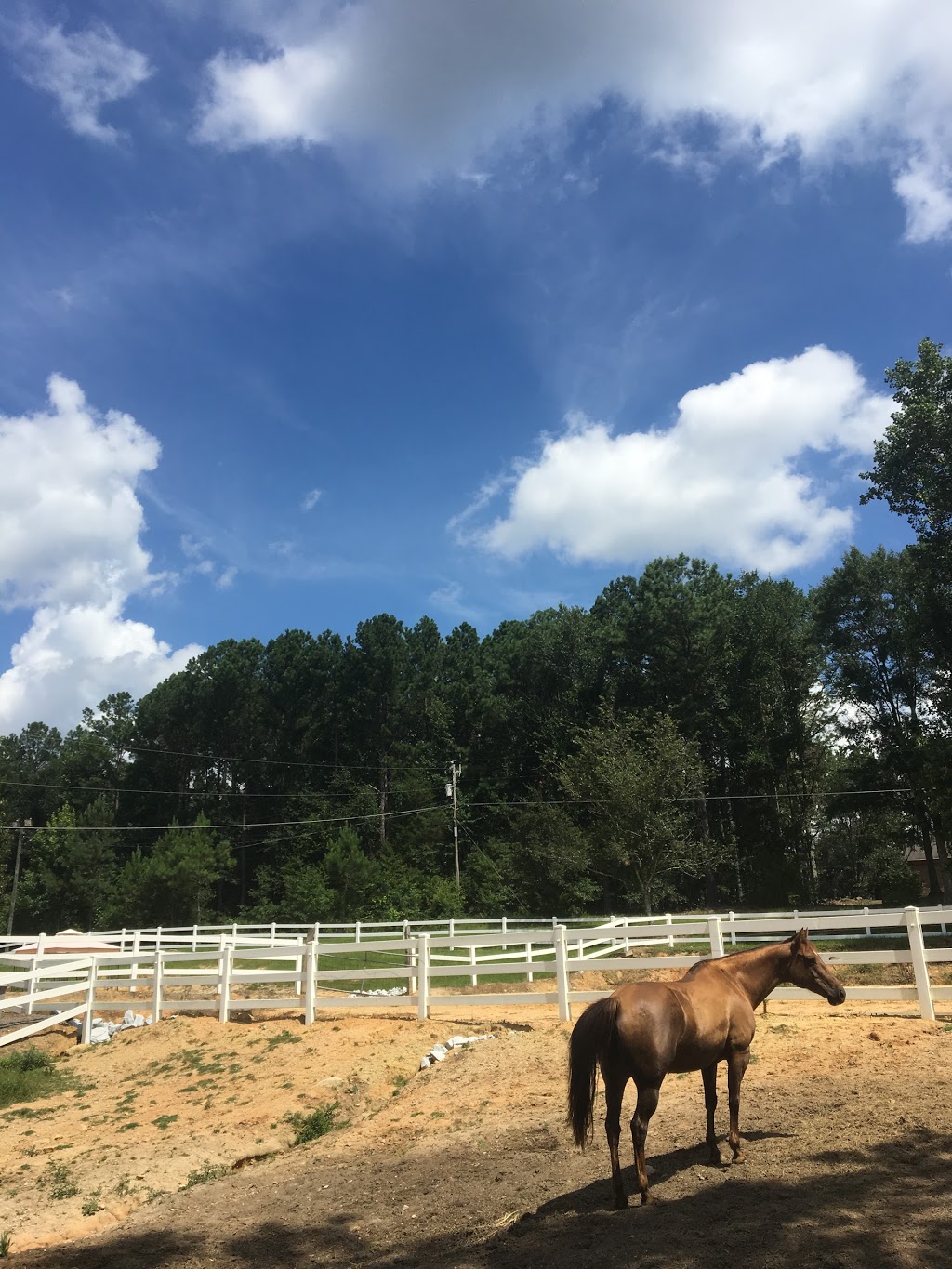 King Show Horses | 8401 Norris Lake Way, Snellville, GA 30039, USA | Phone: (770) 403-1816
