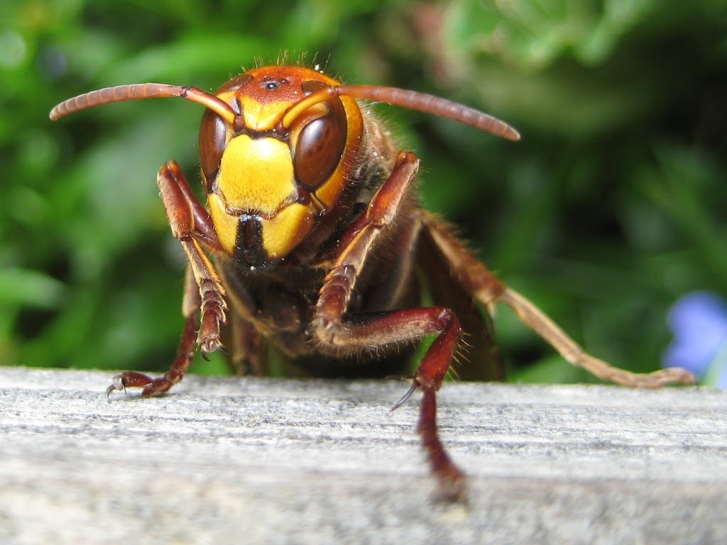 ABC Pest Control | 9406 N C R 2750, Lubbock, TX 79403, USA | Phone: (806) 543-6196