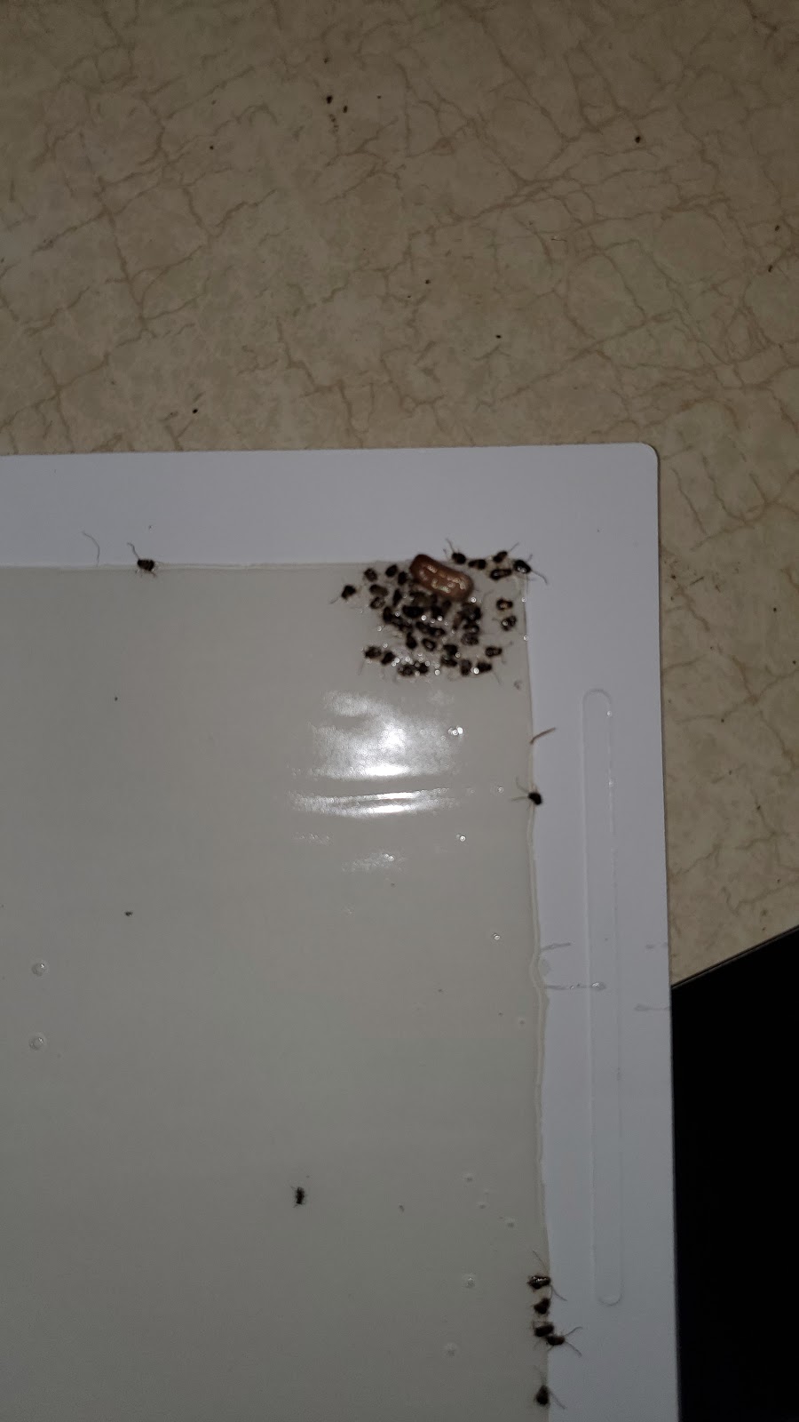 Blue Valley Pest Control | 403 S Walnut Ave, Milford, NE 68405, USA | Phone: (402) 761-2666