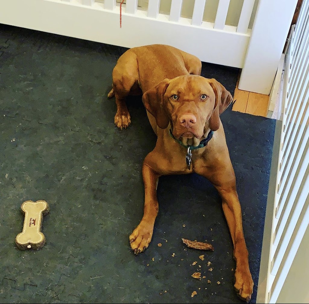 Pups on Main | 75 Main St, Cold Spring Harbor, NY 11724, USA | Phone: (631) 498-6668