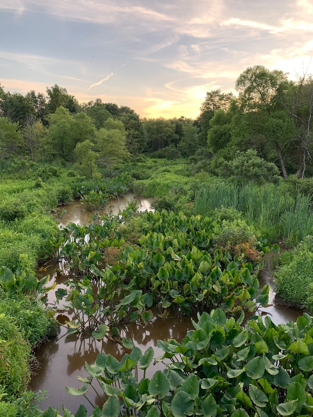 Wetland Studies and Solutions, Inc. (WSSI) | 1131 Benfield Blvd suite l, Millersville, MD 21108, USA | Phone: (410) 672-5990