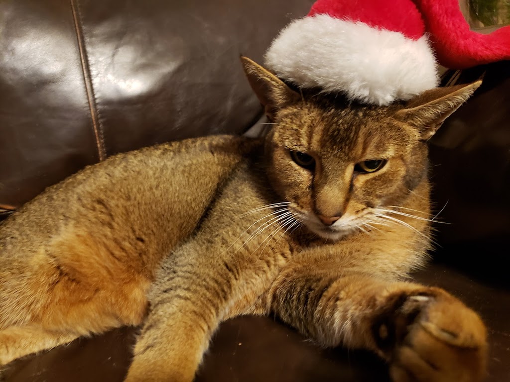 Citrus Veterinary Clinic | 2317 Foothill Blvd, La Verne, CA 91750, USA | Phone: (909) 596-1881