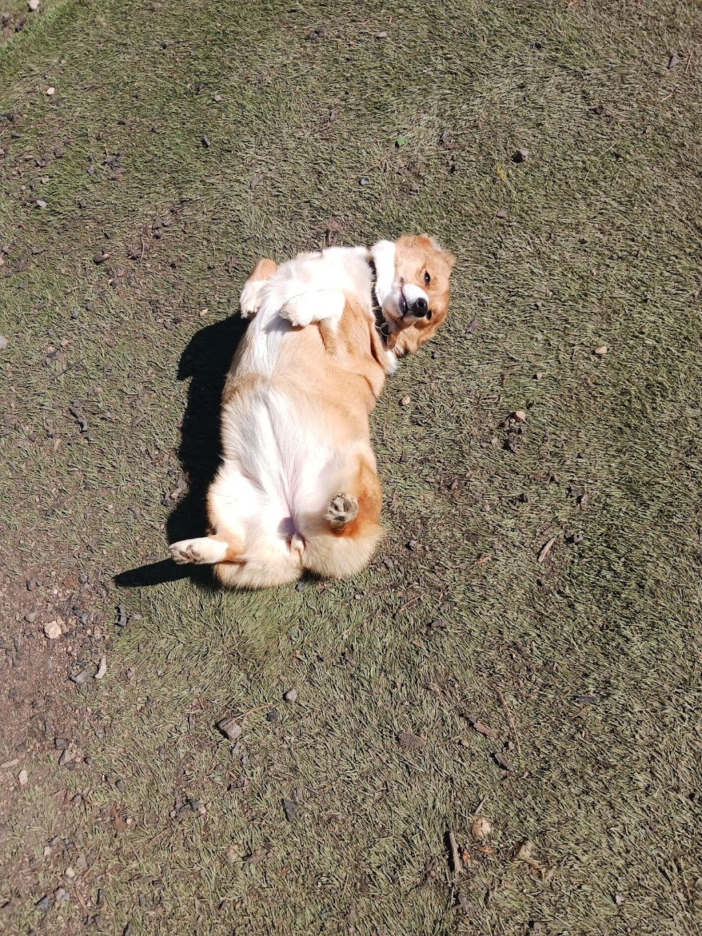 Wags and Whiskers Stay and Play | 900 Fort Mill Hwy, Indian Land, SC 29707, USA | Phone: (803) 548-3647 Wags and Whiskers Stay and Play | 900 Fort Mill Hwy, Indian Land, SC 29707, USA | Phone: (803) 548-3647