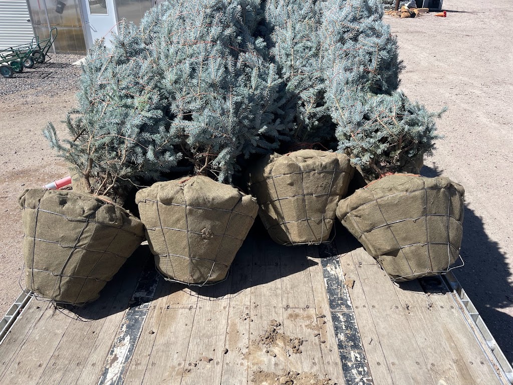 Heidrichs Colorado Tree Farm Nursery | 7440 Templeton Gap Rd, Colorado Springs, CO 80923, USA | Phone: (719) 598-8733