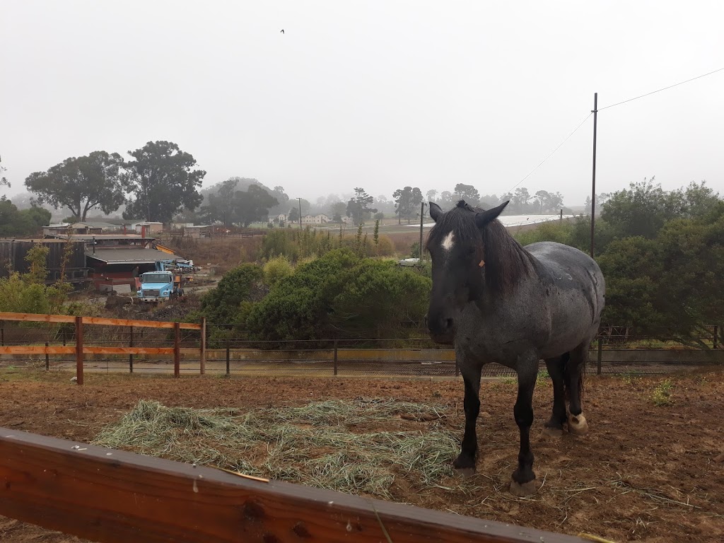 Monterey Bay Horsemanship & Therapeutic Center | 475 Eucalyptus Way, La Selva Beach, CA 95076, USA | Phone: (831) 761-1142