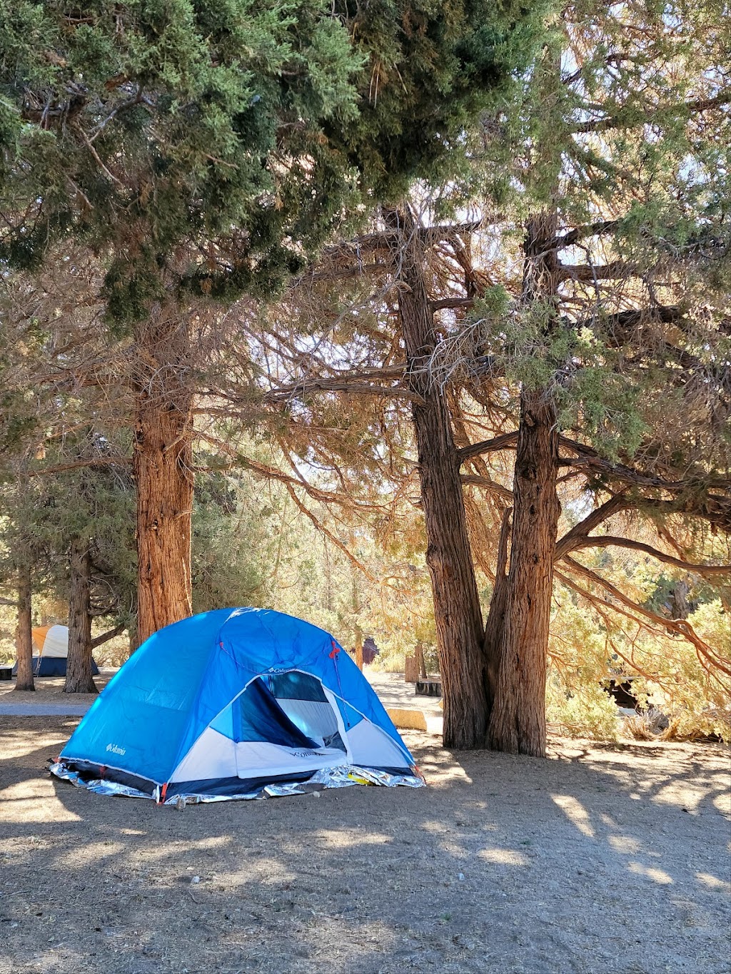 Serrano Campground | 40650 N Shore Dr, Fawnskin, CA 92333, USA | Phone: (909) 866-8550