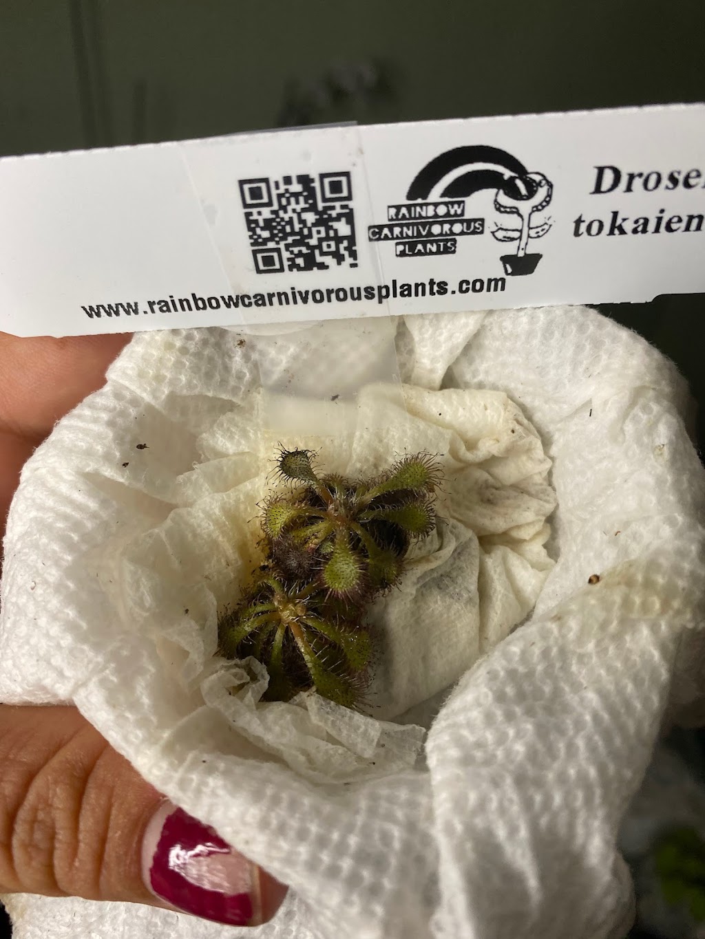 Central Florida PlantLife, LLC | 119 Moonstone Ct, Port Orange, FL 32129, USA | Phone: (386) 451-8348