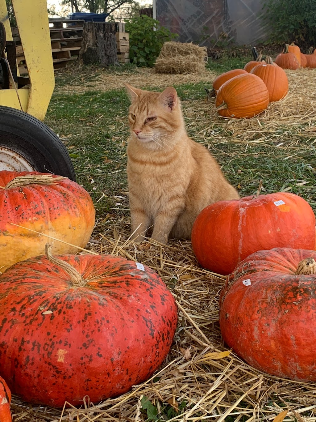 Bill & Gerry Kydds Farm Market | 3573 Saunders Settlement Rd, Sanborn, NY 14132, USA | Phone: (716) 731-5003