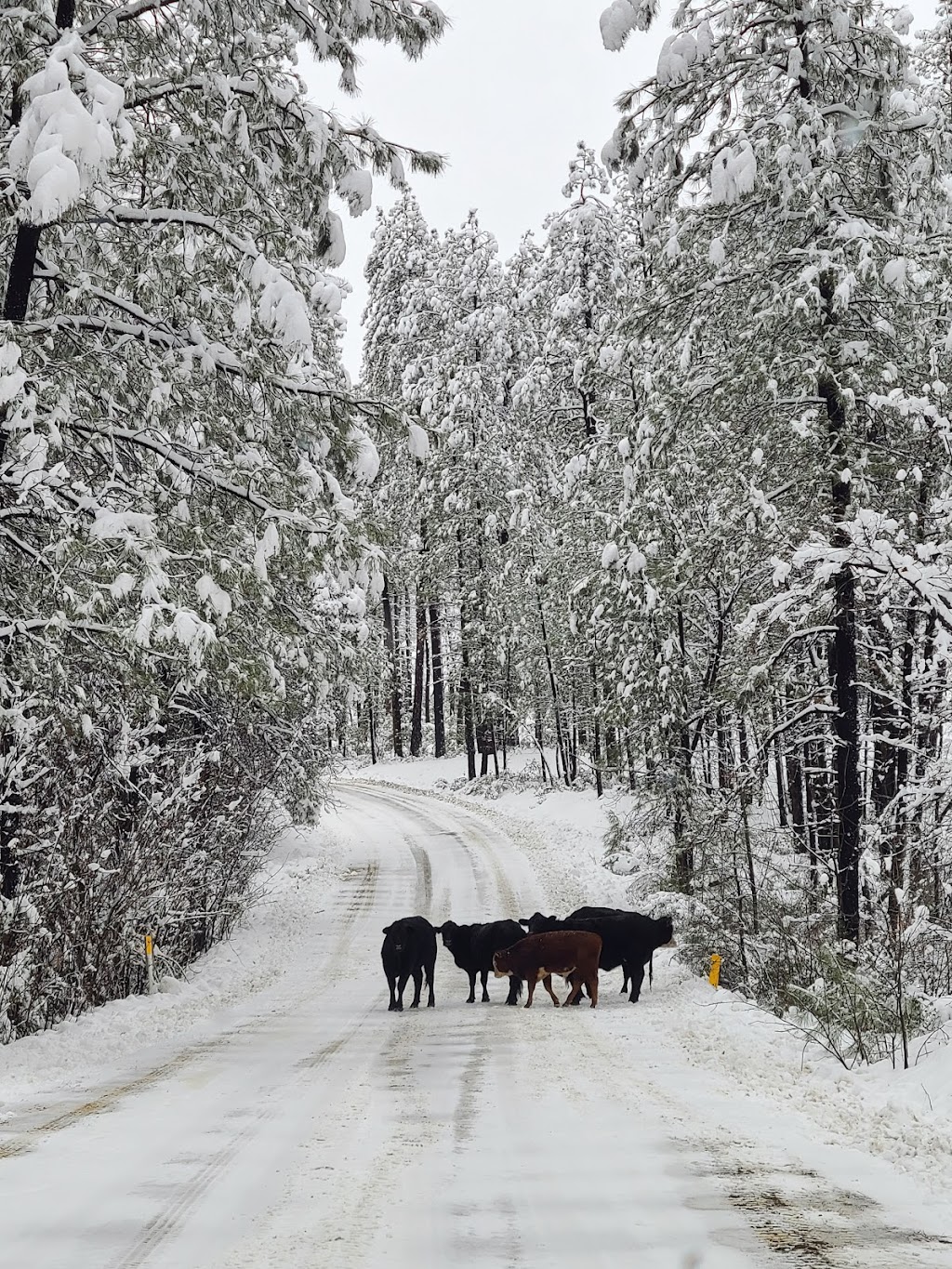 Sawmill Flats Campground | Globe-Young Hwy, Young, AZ 85554, USA | Phone: (928) 462-4300