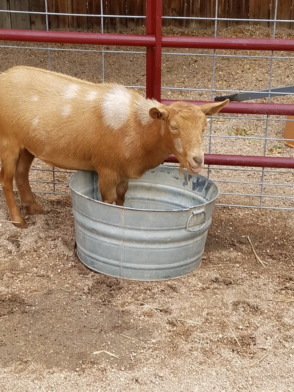 Belleview Petting Zoo | 5001 S Inca St, Englewood, CO 80110, USA | Phone: (303) 798-6927