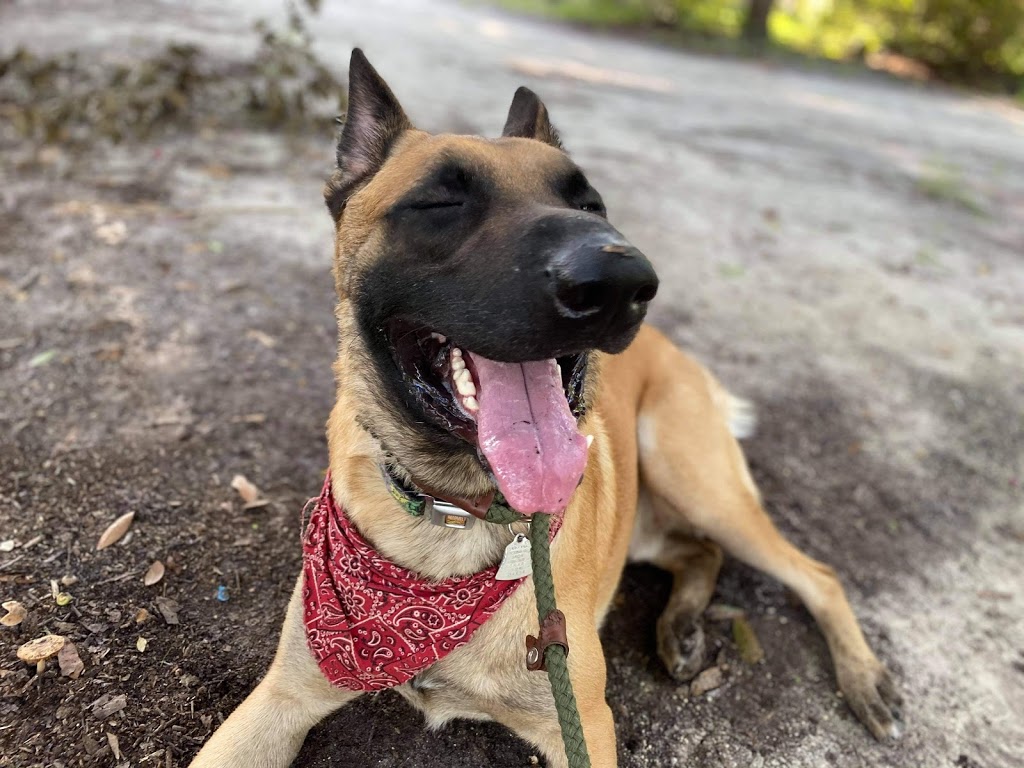 Homemade Hounds Bed & Biscuit | 34 Zibra St, Middleburg, FL 32068, USA | Phone: (904) 203-7314