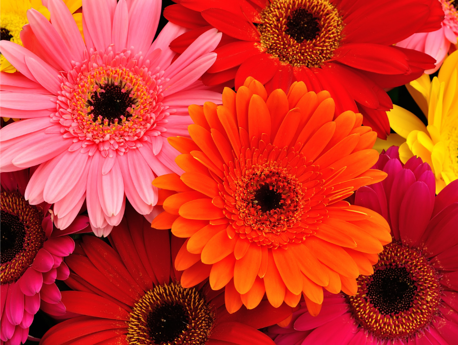 Monroe Florist and Flower Delivery | 747 S Monroe St, Monroe, MI 48161, USA | Phone: (734) 242-6565