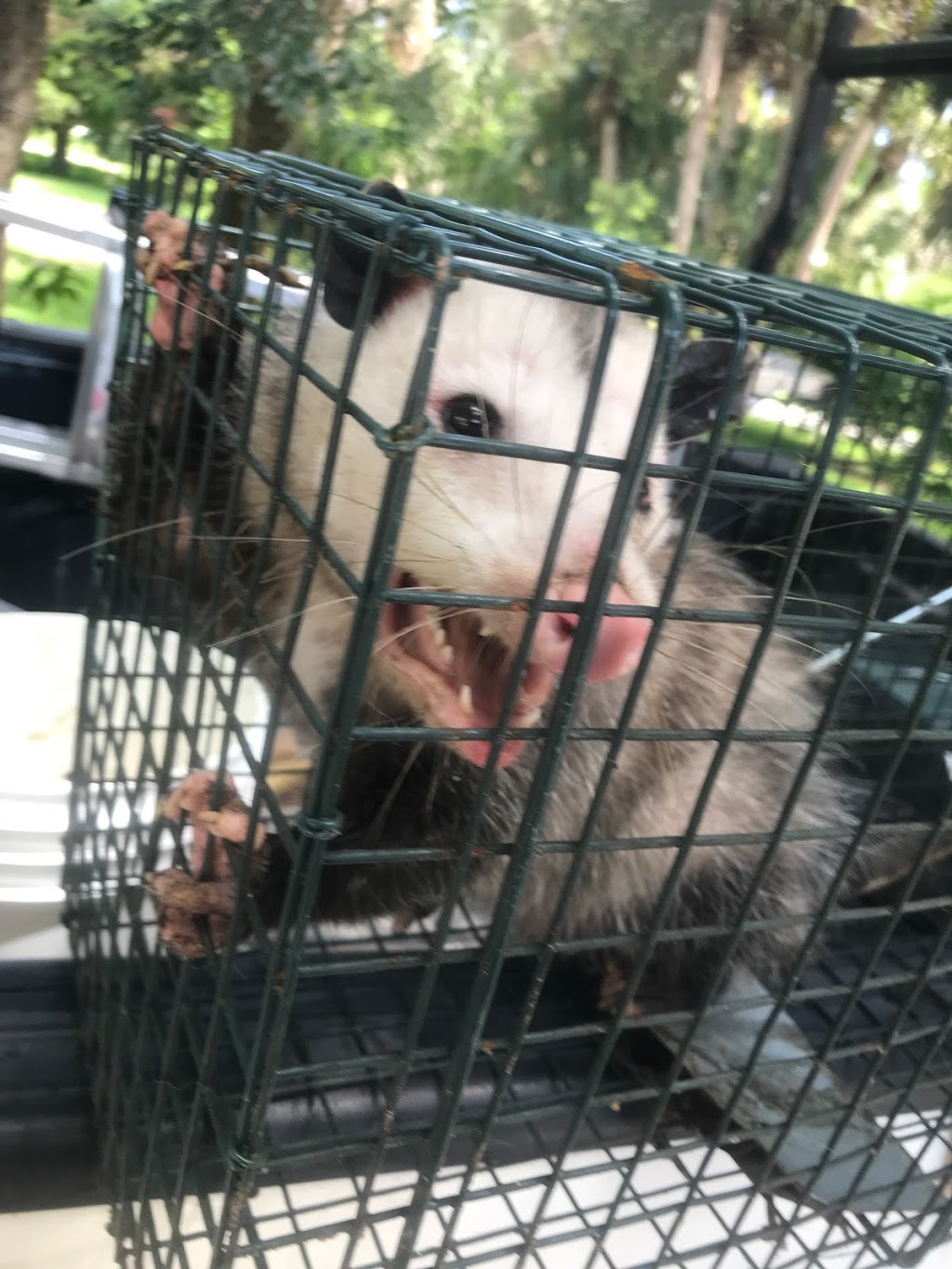 Humane Raccoon Removal | 127 Evans Ave, Bradner, OH 43406, USA | Phone: (567) 210-2622