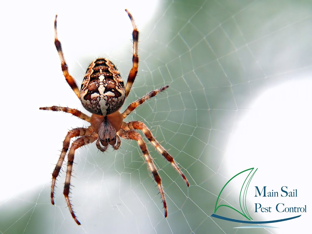 Main Sail Pest Control | 33572 Breckenridge Trail, Wildomar, CA 92595 | Phone: (951) 399-0560