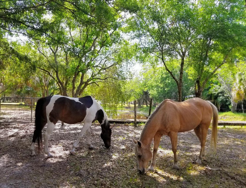 Bits of Paradise Ranch | 8200 Ibis St, Sarasota, FL 34241, USA | Phone: (941) 312-2110