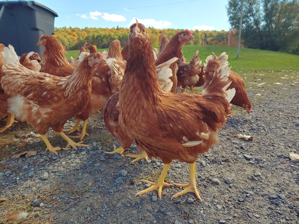 Lucky Duck Farm | 6067 NY-30, Schoharie, NY 12157, USA | Phone: (518) 244-0777