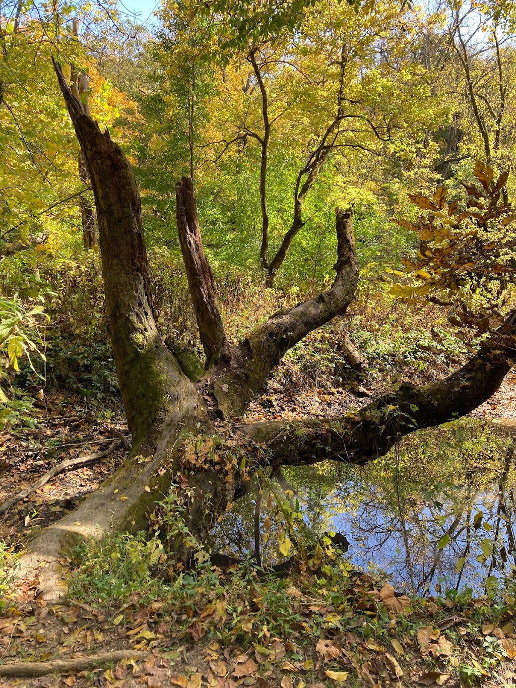 The Narrows Reserve Nature Center | 2575 Indian Ripple Rd, Xenia, OH 45385, USA | Phone: (937) 429-9590