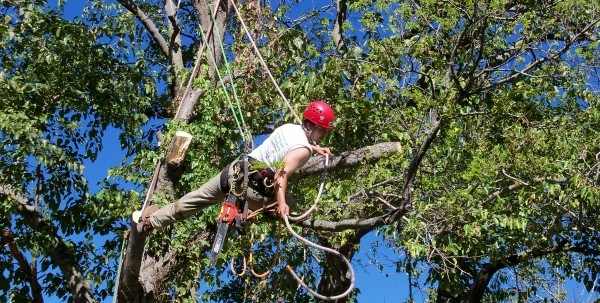 Hector Tree Service | Tyrone, GA 30290, USA | Phone: (404) 337-5235