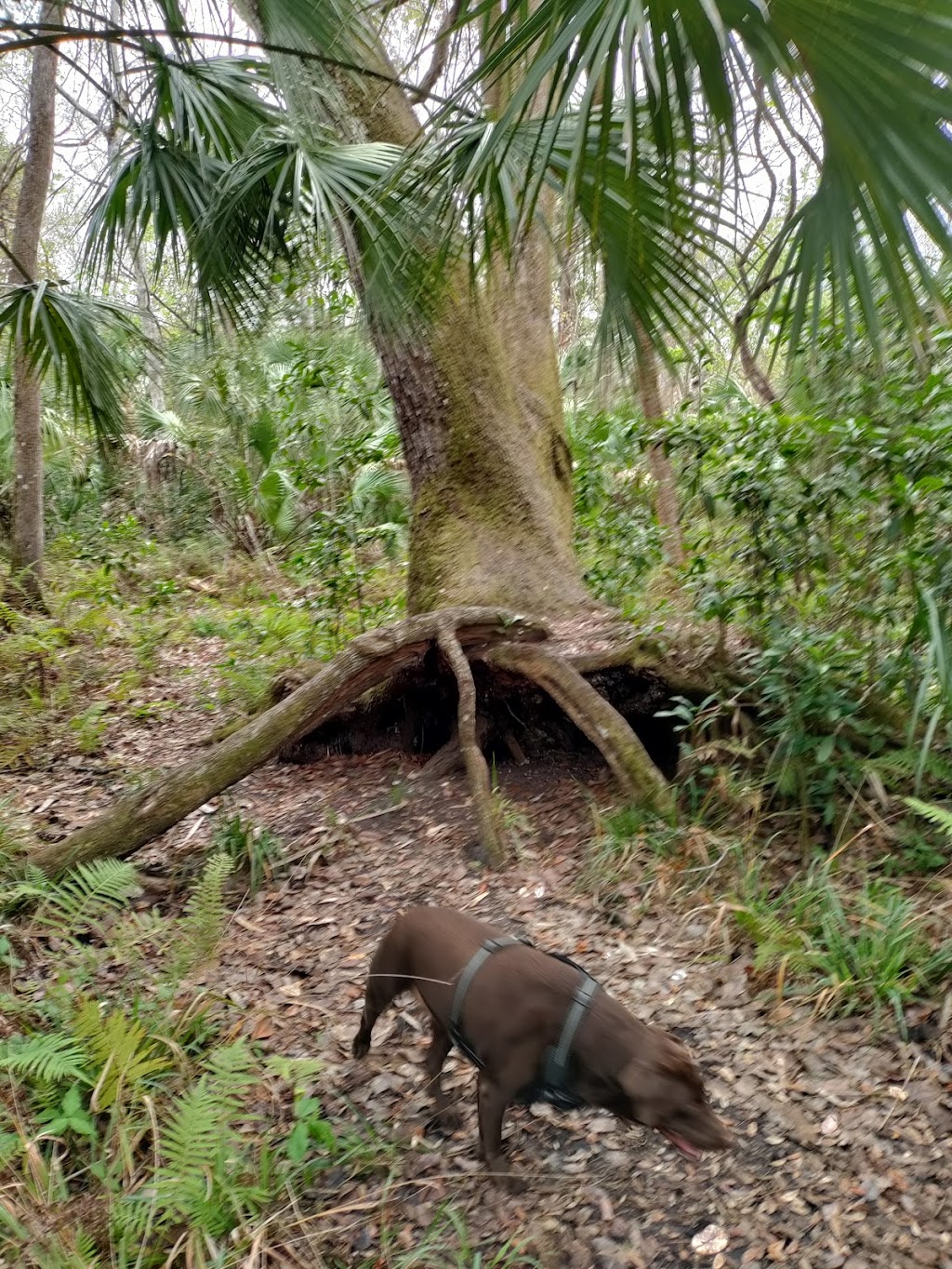 Werner-Boyce State Park Scenic Dr Trail Head | 10333 Scenic Dr, Port Richey, FL 34668, USA | Phone: (727) 816-1890